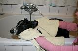 SECHAGE - BORDER COLLIE 003